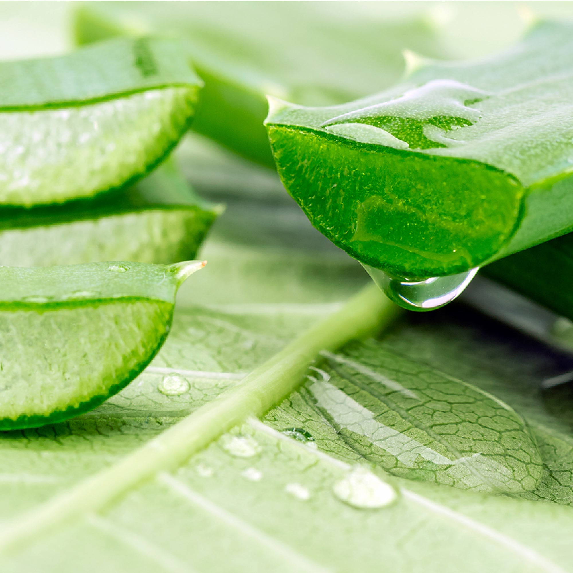TENZERO MOISTURE ALOEVERA SOOTHING GEL